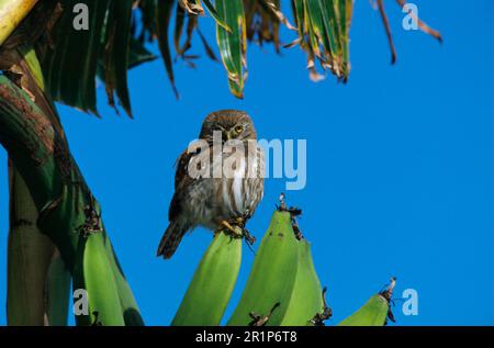 Brasilianische Pygmäeneule, brasilianische Pygmäeneule, eiserne Pygmäeneule (Glaucidium brasilianum), Tiere, Vögel, Eulen, eiserne Pygmäeneule hoch oben Stockfoto