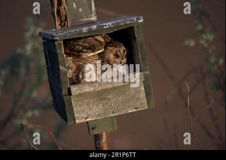 Langohrige Eule (ASIO otus), ausgewachsen mit Küken, im Nest in der Nestbox, Hortobagy N. P. Ungarn Stockfoto