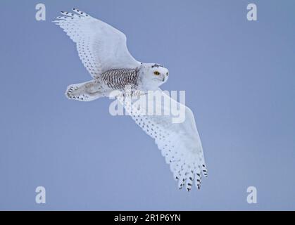 Snowy Owl (Nyctea scandiaca) unreifer Mann, erstes Winterfieber, im Flug, Finnland Stockfoto