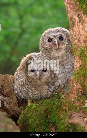 Tawny Owl (Strix aluco) zwei junge im Baum, Berkshire, England, Großbritannien Stockfoto