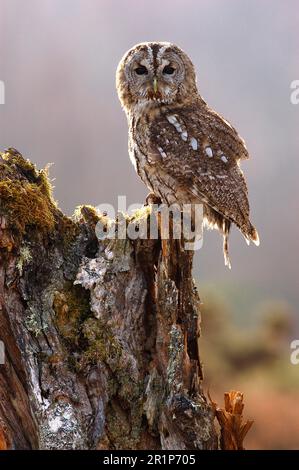 Tawny Owl (Strix aluco), Sitz auf Mossy Stump, Schottland, Vereinigtes Königreich Stockfoto