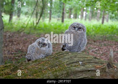 Tawny Owl (Strix aluco) zwei Küken, die in Waldgebieten, England, Vereinigtes Königreich, auf Stämmen sitzen Stockfoto