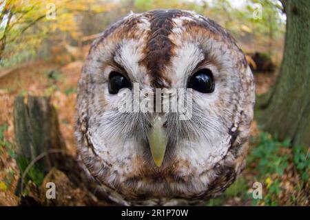 Tawny Owl, Tawny Eulen (Strix aluco), Eulen, Tiere, Vögel, Eulen, Tawny Owl, Erwachsener, Nahaufnahme des Kopfes, Kent, England, Herbst Stockfoto