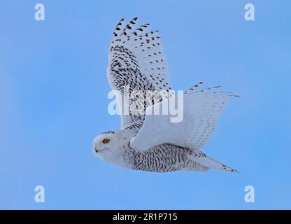 Snowy Owl (Nyctea scandiaca) unreifer Mann, erstes Winterfieber, im Flug, Finnland Stockfoto