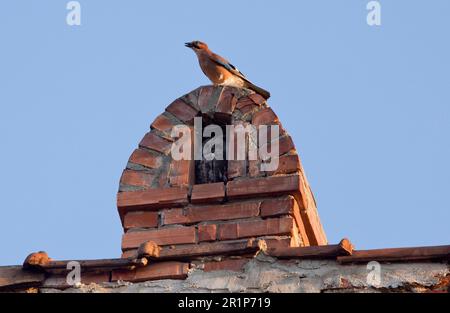 Tawny-Eule (Strix aluco), Erwachsene, schläft in einer Kaminnische, belästigt von eurasian jay (Garrulus glandarius), Sigishoara, Rumänien Stockfoto