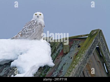 Snowy Owl (Nyctea scandiaca), unreifer Mann, erstes Winterfieber, hoch oben auf dem schneebedeckten Stalldach, Finnland Stockfoto