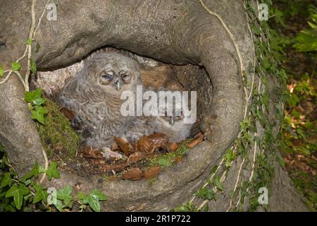 Tawny Owl (Strix aluco) zwei Küken, die auf einem Nest im Baumstamm sitzen, Norfolk, England, Vereinigtes Königreich Stockfoto