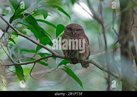 Kuckucksuu Eule, Kuckucksuu Sperling Eule, Kuckucksuu Eule, Bändchen Eule, Eulen, Tiere, Vögel, Eulen, Asiatische Eulen Stockfoto