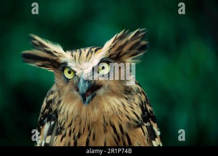 Malaysische Fischeule (Ketupa Ketupa) Kopf und Schultern Stockfoto