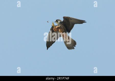 Eleonoras Falke (Falco eleonorae), blasser Morph, Erwachsener, im Flug, der aufstrebende Käfer in der Luft fängt, Lemnos, Griechenland Stockfoto