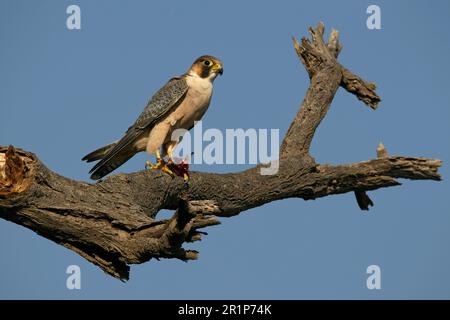 Lannerfalke (Falco biarmicus), ausgewachsen, sich von Beute in Krallen ernähren, hoch oben auf einem Ast, Äthiopien Stockfoto