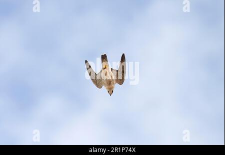 Wüstenfalke, berberfalken (Falco pelegrinoides), Falke, Greifvögel, Tiere, Vögel, Barbary Falcon Erwachsener, im Flug, Tauchen Stockfoto
