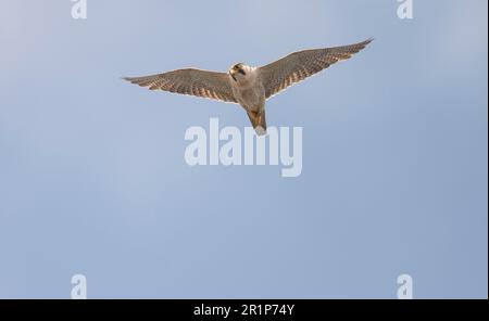 Wüstenfalke, berberfalken (Falco pelegrinoides), Falke, Raubvögel, Tiere, Vögel, Berberfalke, Erwachsener, im Flug Stockfoto