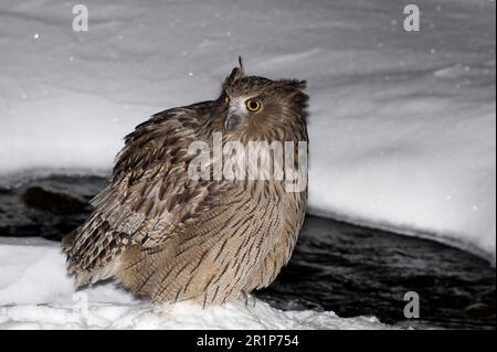 Blakistoni, Blakiston-Fischeule (Bubo blakistoni) (Ketupa), Eulen, Tiere, Vögel, Stand im Schnee am Wasserrand bei Stockfoto