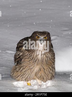 Blakistoni, Blakiston-Fischeule (Bubo blakistoni) (Ketupa), Eulen, Tiere, Vögel, Nachts im Schnee stehen Stockfoto