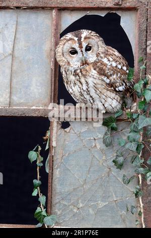 Tawny Tawny Eulen (Strix aluco) Erwachsener, aus Glasscherben am Fenster schauend, Gloucestershire, England, Januar (in Gefangenschaft) Stockfoto