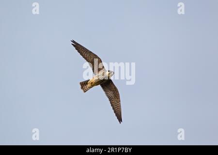 Eurasisches eurasisches Hobby (Falco subbuteo) juvenile, on the Run, Minsmere RSPB Reserve, Suffolk, England, Vereinigtes Königreich Stockfoto