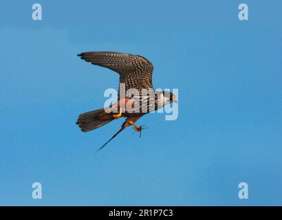Eurasian Hobby (Falco subbuteo), Erwachsener, im Flug, mit Libellen-Beute in Talons, Staffordshire, England, Vereinigtes Königreich Stockfoto