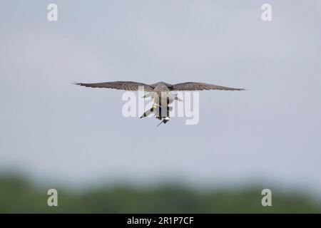 Eurasisches eurasisches Hobby (Falco subbuteo), Erwachsener, im Flug, Fütterung von der Beute des gemeinsamen Hauses martin (Delichon urbica), Suffolk, England, Vereinigtes Königreich Stockfoto