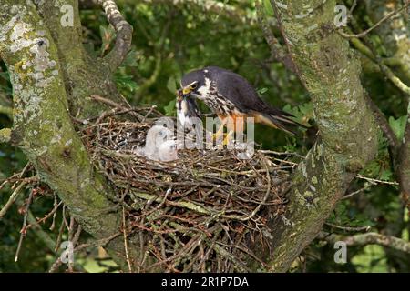Eurasisches eurasisches Hobby (Falco subbuteo), Erwachsene weibliche Fütterungsküken (Hirundo rustica) im Nest, die in einem alten Krähennest in Eiche nisten Stockfoto