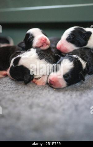 Ein einwöchiger Border Collie-Welpen ruht in einer Welpenkiste, die Augen geschlossen und sicher zusammengeschoben. Stockfoto