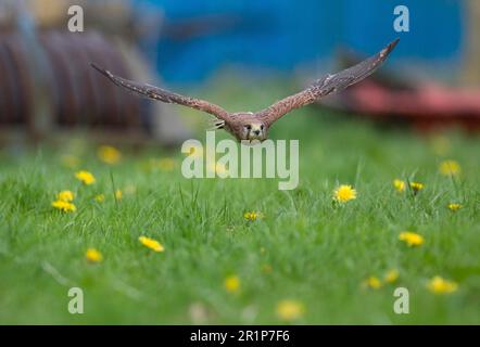 Falco tinnunculus, weiblich, im Flug, tief über dem Ackerland, South Yorkshire, England, Frühling Stockfoto