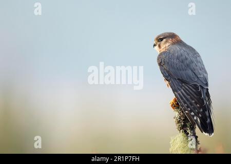 Merlin (Falco columbarius), männlicher Erwachsener, sitzt auf einem mit Lichen überzogenen Stumpf, Schottland (in Gefangenschaft) Stockfoto