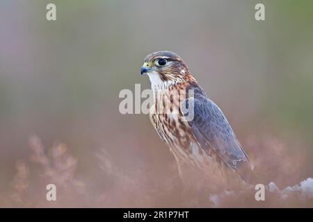 Merlin (Falco Columbarius) männlicher Erwachsener, steht inmitten von Heidekraut, Schottland, Winter, in Gefangenschaft Stockfoto