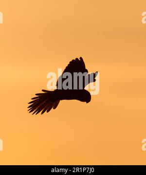 Falco tinnunculus, Erwachsene Frau, schwebend, bei Sonnenuntergang Silhouette, Northumberland, England, Großbritannien Stockfoto