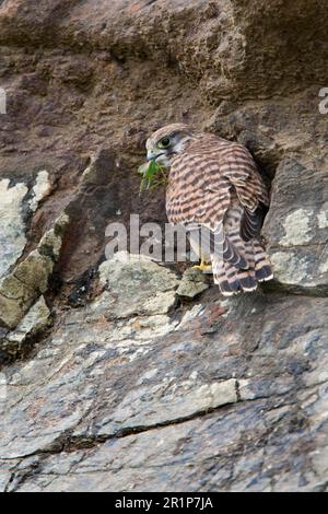 Gemeine Kestrele (Falco tinnunculus), weiblich, gefüttert von Beute aus grünem Busch, hoch oben auf der Klippe, Cornwall, England, Vereinigtes Königreich Stockfoto