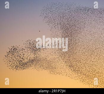 Gewöhnlicher Starkling (Sturnus vulgaris) -Herde, im Ruheflug in der Dämmerung, Flugmanöver, um Wanderfalken, Grenzen, Schottland, Winter zu vermeiden Stockfoto