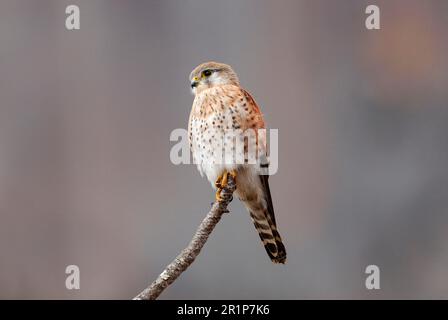 Madagaskar Kestrel (Falco newtoni), blasse Phase, Erwachsener, hoch oben auf dem Ast, Naturschutzgebiet Anja, Zentralmadagaskar Stockfoto