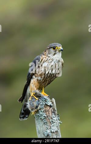 Merlin (Falco Columbarius), männlicher Erwachsener, der auf kleinen Beute-Vögeln sitzt, Dumfries und Galloway, Schottland, Großbritannien Stockfoto