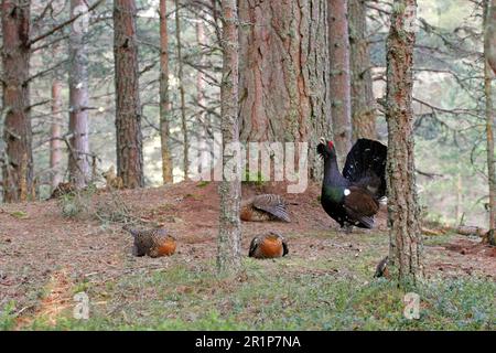 WESTERN Capercaillie (Tetrao urogallus), männlich und weiblich, ausgestellt bei LEU, Cairngorms N. P. Grampian Mountains, Highlands, Schottland, United Stockfoto