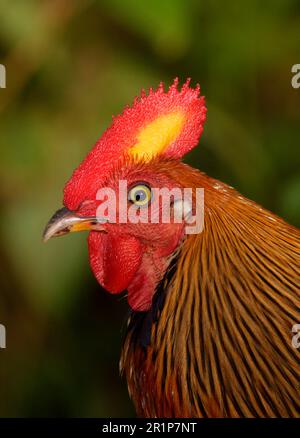 Ceylon Junglefowl (Gallus lafayetii) männlich, männlich, Nahaufnahme des Kopfes, Sinharaja Forest N. P. Sri Lanka Stockfoto