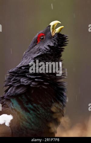 Westliche Capercaillie (Tetrao urogallus), ausgewachsener Mann, Nahaufnahme von Kopf und Hals, im Kiefernwald während des Schneefalls, Cairngorm N. P. Stockfoto