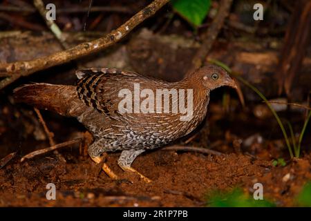 Ceylon Junglefowl (Gallus lafayetii) weiblich, kratzen in Schmutz für Nahrung, Sinharaja Forest N. P. Sri Lanka Stockfoto