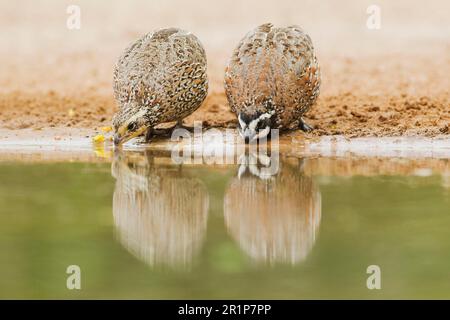 Virginia-Wachtel, Nordblattgemüse (Colinus virginianus), Baumwachtel, Baumwachtel, Hühnervögel, Tiere, Vögel, Wachteln, Northern Bobwhite Erwachsenenpaar Stockfoto