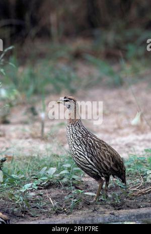 Doppelspurrhühner (Francolinus bicalcaratus), Doppelspurrhühner, Hühner, Tiere, Vögel, Frankolin, der zweifache Francolin Stockfoto