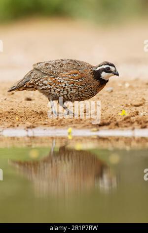 Virginia-Wachtel, Nordblattgemüse (Colinus virginianus), Baumwachtel, Baumwachtel, Hühnervögel, Tiere, Vögel, Wachteln, männlicher Weibchen aus dem Norden Stockfoto