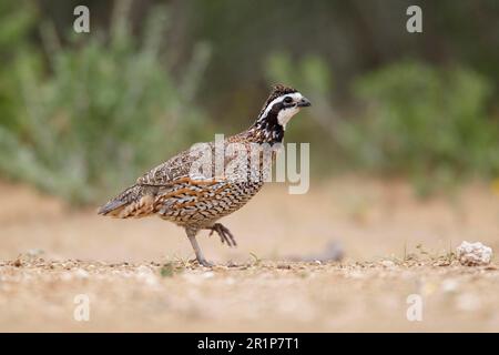 Virginia-Wachtel, Nordblattgemüse (Colinus virginianus), Baumwachtel, Baumwachtel, Hühnervögel, Tiere, Vögel, Wachteln, Nordbobwhite, männlich Stockfoto