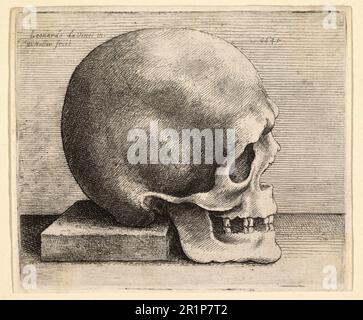 Schädel im Profil rechts, nach Leonardo da Vinci, historische, digital restaurierte Reproduktion eines Originals aus dem 19. Jahrhundert / Totenkopf im Profil nach rechts, nach Leonardo da Vinci, Historisch, digitale Restaurierte Reproduktion von einer Vorlage aus dem 19. Hundert Stockfoto