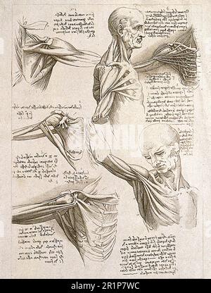 Muskeln der oberen Extremitäten, Thorax, Kopf und Hals, anatomische Untersuchung nach Leonardo da Vinci, Historische, digital restaurierte Reproduktion eines Originals aus dem 19. Jahrhundert. / Muskeln der oberen Gliedmaßen, des Brustkorbs, des Kopfes und des Halses, anatomische Studie nach Leonardo da Vinci, Historisch, Digital Restaurant Reproduktion von einer Vorlage aus dem 19. Hundert Stockfoto