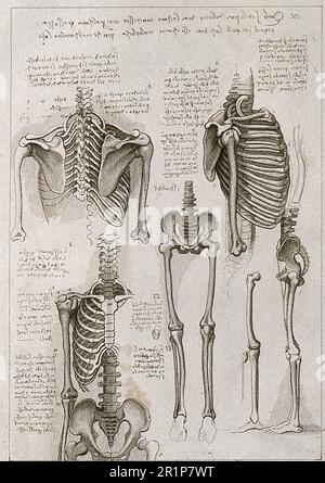 Skelett von Thorax, Becken, Armen und Beinen, Anatomische Studie nach Leonardo da Vinci, Historische, digital restaurierte Reproduktion eines Originals aus dem 19. Jahrhundert / Skelett des Brustkorbs, des Beckens, der Arme und Beine, Anatomische Studie nach Leonardo da Vinci, Historisch, digitales Restaurant Reproduktion von einer Vorlage aus dem 19. Hundert Stockfoto