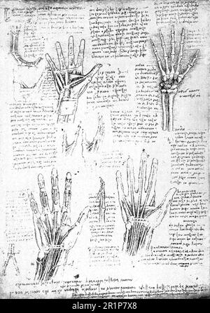 Anatomische Studien nach Leonardo da Vinvi, Historische, digital restaurierte Reproduktion eines Originals aus dem 19. Jahrhundert / Anatomische Studien nach Leonardo da Vinvi, Historische, digitale Restaurierte Reproduktion von einer Vorlage aus dem 19. Hundert Stockfoto