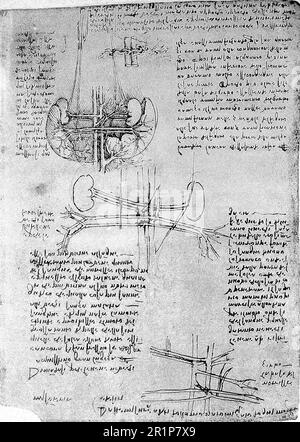 Blutgefäße, Arteriosklerose Anatomische Zeichnungen. Untersuchungen an den abdominalen Gefässen und der Arteriosklerose, Leonardo da Vinci, Historische, digital restaurierte Reproduktion aus einem Original des 19. Jahrhunderts. / Blutgefäße, Arteriosklerose Anatomische Zeichnungen. Studien zu den abdominalen Blutgefäßen und zur Arteriosklerose, Leonardo da Vinci, Historisch, Digital Restaurant Reproduktion von einer Vorlage aus dem 19. Hundert Stockfoto