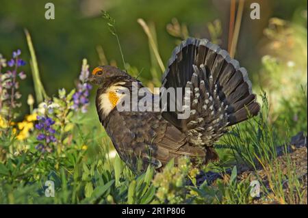 Felsenhühner, Dümmernhühner (Dendragapus obscurus), Hühnervögel, Hennen, Hennen, Hennen, Tiere, Vögel, Blue Grouse, männlicher Erwachsener, Werbetafel, Hurricane Stockfoto