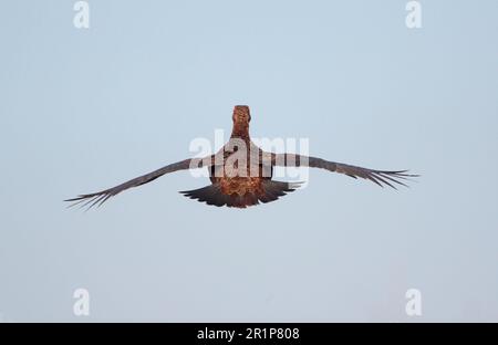 Schottisches Grosshuhn, Rothuhn (Lagopus lagopus scoticus), Ptarmigan, Ptarmigan, Huhn, Huhn, Tiere, Vögel, Rote Grotte, männlicher Erwachsener, im Flug Stockfoto