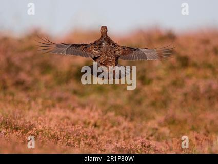 Schottisches Grosshuhn, Rothuhn (Lagopus lagopus scoticus), Ptarmigan, Ptarmigan, Huhn, Huhn, Tiere, Vögel, Rote Grotte, männlicher Erwachsener, im Flug Stockfoto