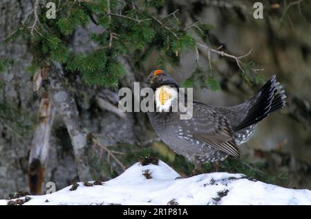 Felsenhühner, Dümmernhühner (Dendragapus obscurus), Hühnervögel, Hennen, Hennen, Hennen, Tiere, Vögel, Blauer Grossmehl Gelber Kamm, Küstenstraße Zuchtmännchen Stockfoto